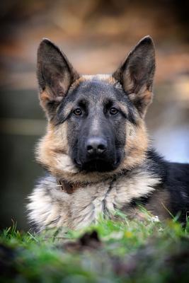 Download Wonderful German Shepherd Dog Journal: 150 Page Lined Notebook/Diary -  file in ePub