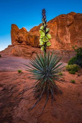 Download Yucca Plant at Eye of the Whale Arch in Arches National Park Utah USA Journal: 150 Page Lined Notebook/Diary -  | PDF