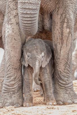 Full Download A Tiny Baby African Elephant Calf Standing by Her Mother's Legs Animal Journal: 150 Page Lined Notebook/Diary -  | ePub