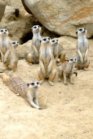 Full Download Photogenic Meerkat Family Journal: Take Notes, Write Down Memories in this 150 Page Lined Journal - Animal Lovers Journal | PDF